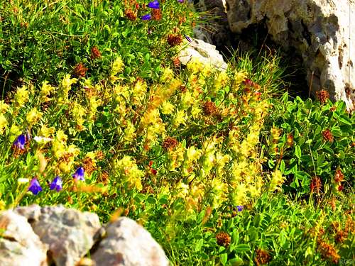 Flowers on Maglić