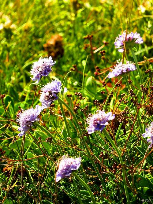 Pincushion flowers on Maglić