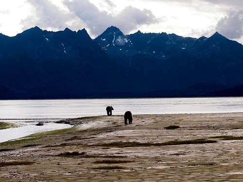 Bears of Chinitna Bay