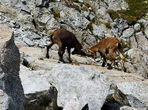 Fighting between two puppies of ibex near Passo Casamatta