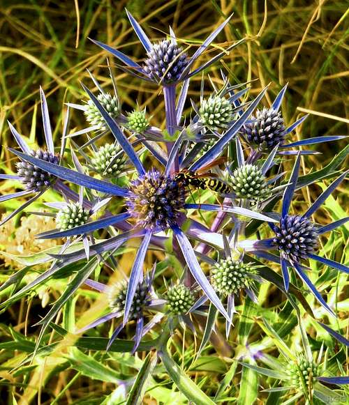 Flowers around base camp for Dinara