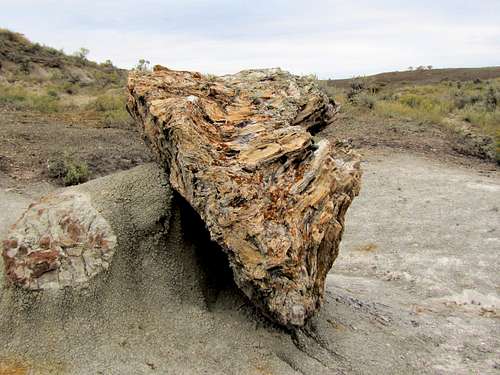 Petrified Forest Trails & Lone Tree Trail