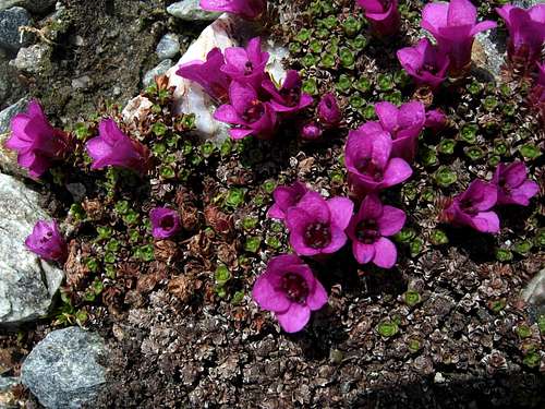 Saxifraga rossa (Purple saxifrage) - Valle del Pozzo