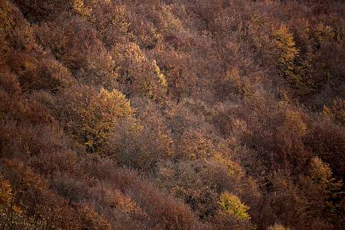 Beech woods over Obrucne