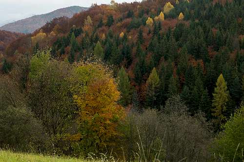 Cergov woods in fall scenery