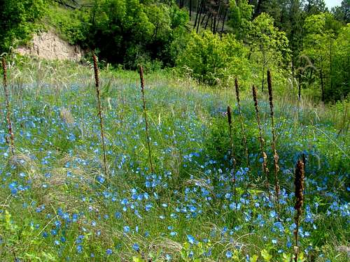 Wildflowers Galore in Lebo Canyon