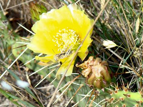 Cactus Flower on Aristocrat Peak