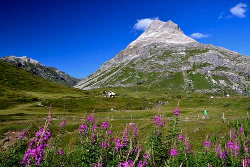 Alpine flowers in front of Piz Alv
