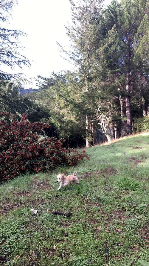 Playing in the Santa Cruz Mountains