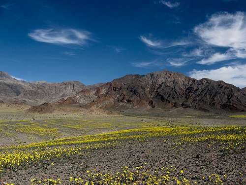 Death Valley in Bloom