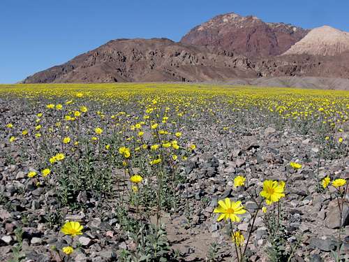 More Desert Gold Blooming Further North