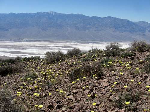 Wildflowers & Telescope Peak