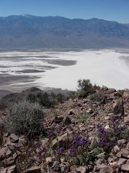 Wildflowers, Badwater Basin & the Panamint Range