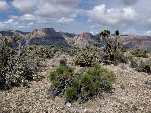Mojave Desert Flora