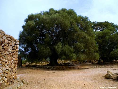 Age-old olive tree near the Church of S. Pietro