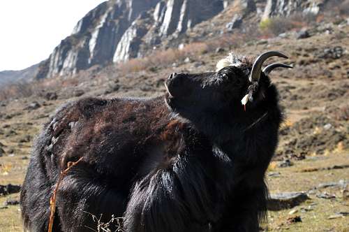 Angry yak