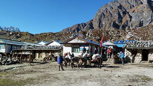 Morning in Bhimtang - packing the mules