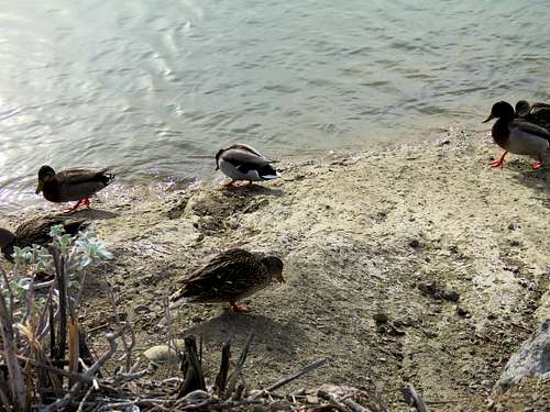 Ducks on Lake Havasu near Balance Rock