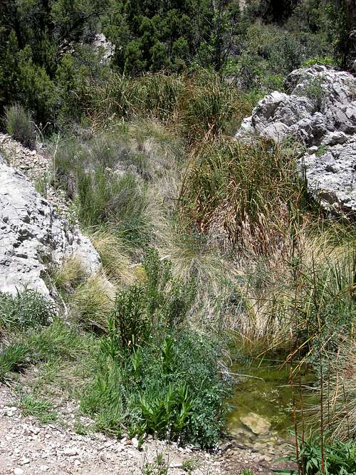 Water at La Madre Spring