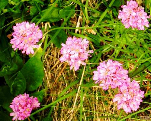 Alpine wildflowers