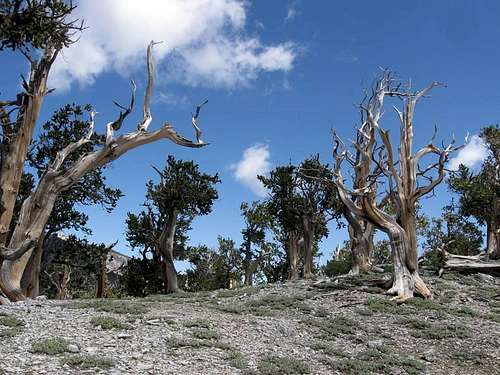 Bristlecone Pines Along the North Loop Trail