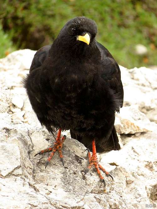 Alpine Chough on the 1st Sella Tower