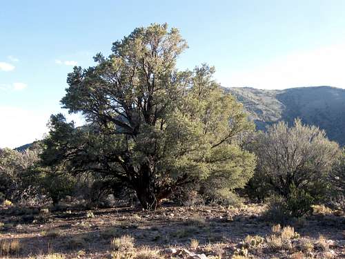 Big Pinyon Pine
