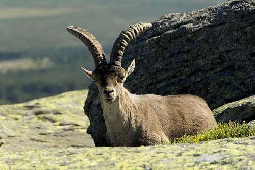 Gredos Ibex resting on the Torozo north summit