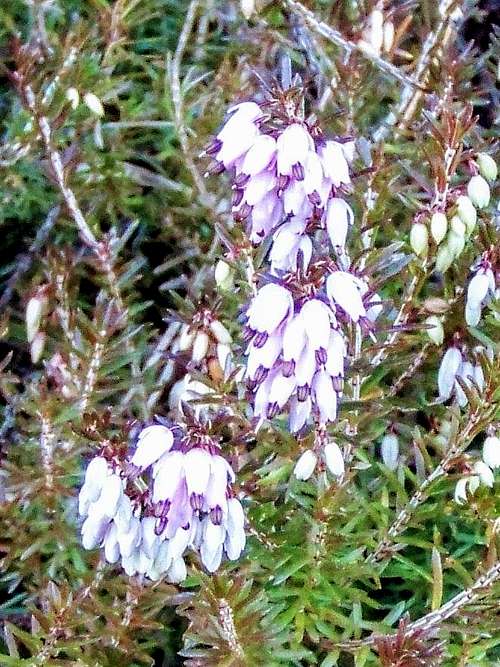 Alpine heath (Erica carnea)
