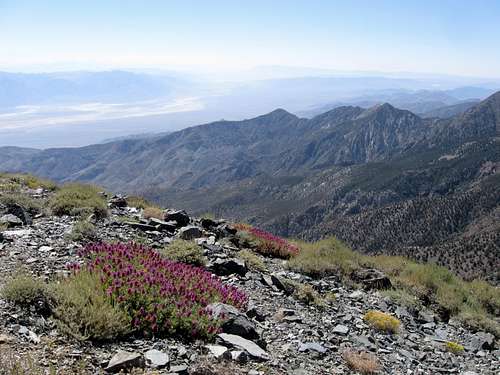 Looking Southeast Into Death Valley From Near the Summit of Rogers Peak
