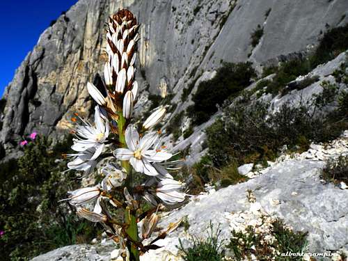 Abloom Asphodel just below Paroi de la Vierge