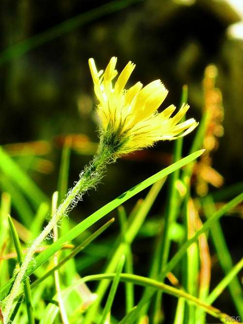 Alpine hawkweed (<i>Hieracium alpinum</i>)