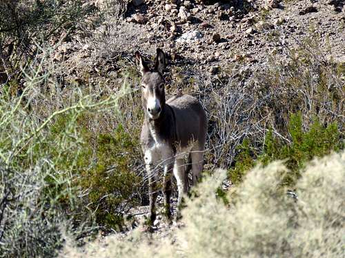 Zoomed view of wild burro
