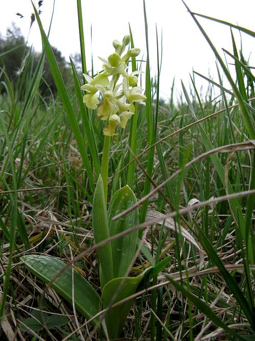 Pale orchid  <i>Orchis pallens</i>