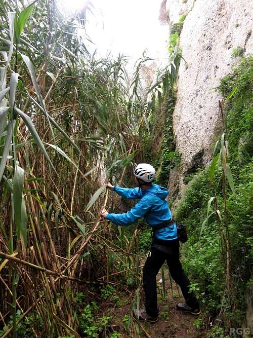 Gardening at the base of sector Bamboo Jungle, Munxar Valley