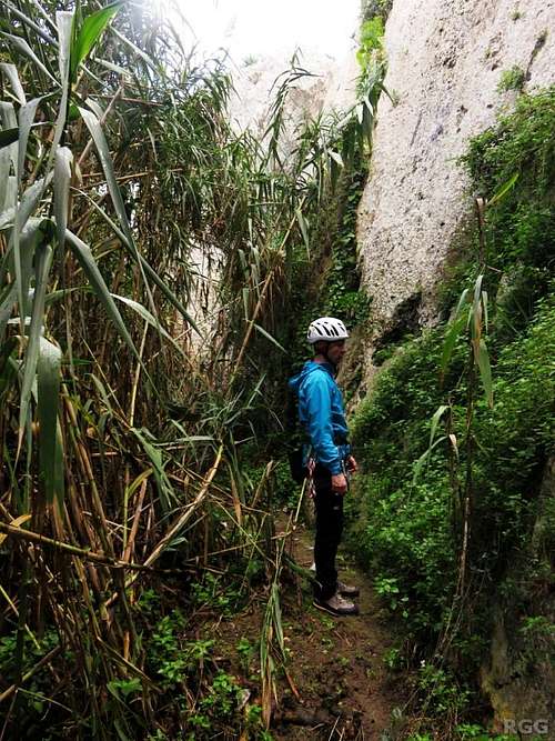 Jan looks disappointed at the overgrown start of a route and declares it unclimbable