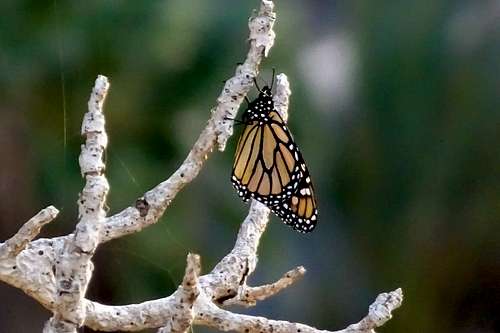 African Monarch (Danaus chrysippu)