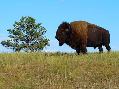 Solitary Buffalo at Wind Cave National Park
