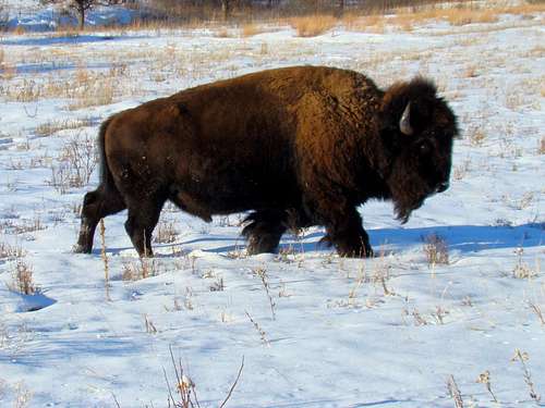 Wary Bison