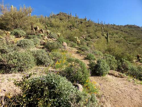 Heading up the trail among the cactus