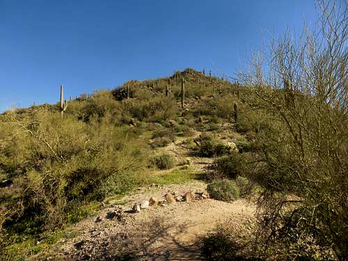 Looking up the trail among all the cactus