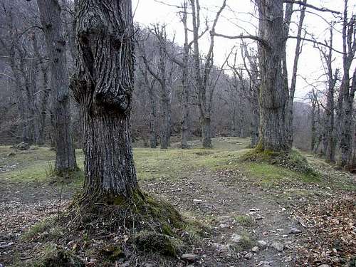 Fairy Wood near Sisa's troath.