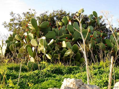 Lots of Prickly Pears (<i>Opuntia vulgaris</i>) near the summit of Ta'Għammar