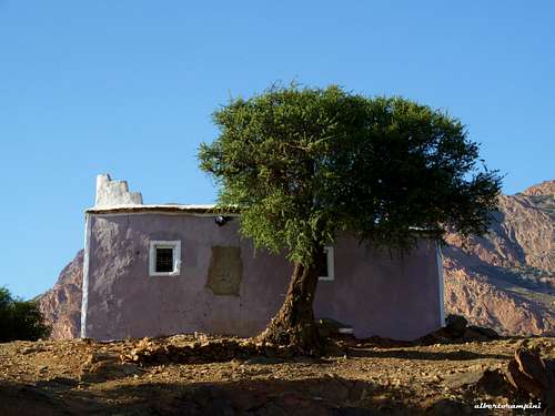 Argan tree on the road to Samazar