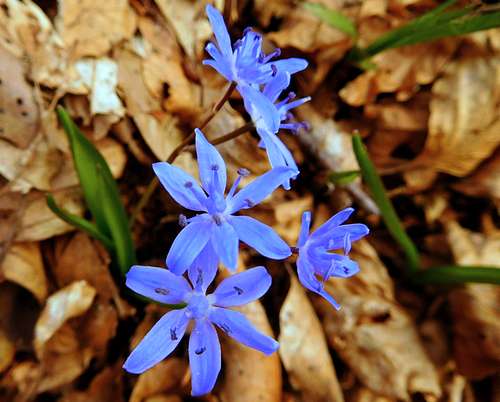 Scilla Bifolia blooming in the wood on the trail to Monte Caplone