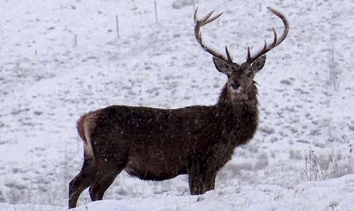 Deer in Upper Glen Affric