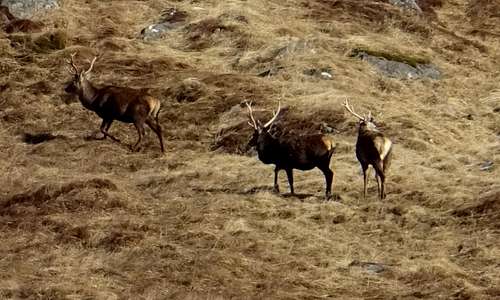 Deer in Upper Glen Affric