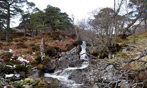 A stream and Caledonian Forest