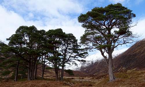 Scots Pines, Glen Affric