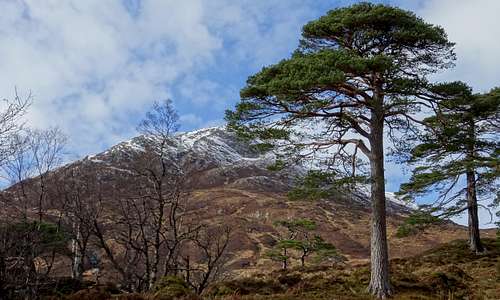 An Tudair Beag and Scots Pines